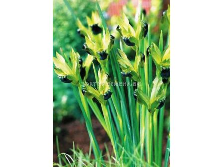 Хермодактилус Tuberosus - 1бр - 2