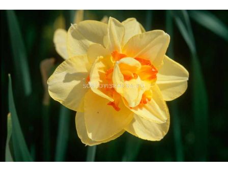 Нарцис /Narcissi double 'Texas'/ 1 бр