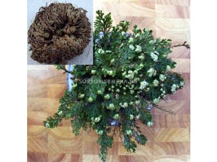 Йерихонска роза /Selaginella lepidophylla / 1 бр - sortovisemena.bg Йерихонска роза /Selaginella lepidophylla / 1 бр