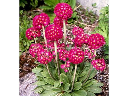 Примула Рубин / Primula Denticulata Rubin / 1 бр