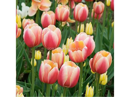 Лале/ Tulipa Marit - 1 бр.