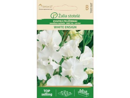 Семена Декоративен грах / SWEET PEA WHITE ENSIGN / 'SK -1 оп
