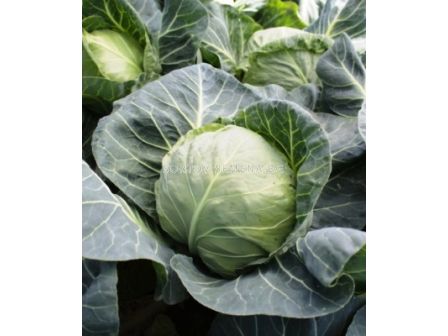 Семена зеле Канаяма F1 - cabbage Kanayama F1 - 100 сем - 1