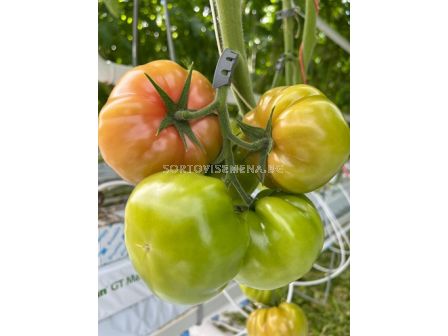 Семена домати Корнати / Kornati F1 - 500 семена