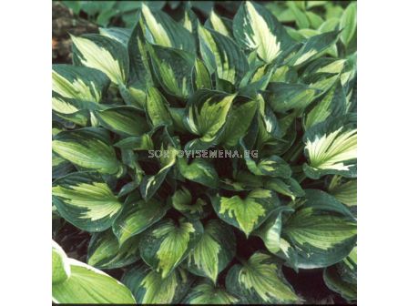 Хоста / HOSTA WHIRLWIND / 1 бр