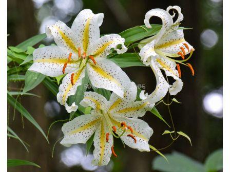Лилиум  / Lilium species 'Auratum' / 1 бр