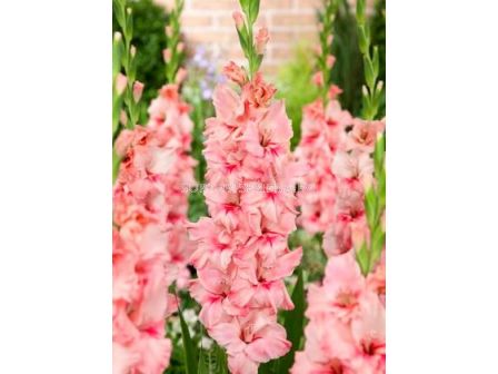 Гладиол (Gladiolus) Adrenalin