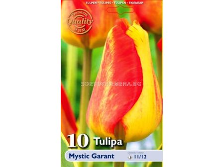 лале Mystic Garant 11/12