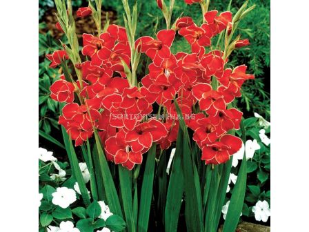 Гладиол Mini Atom / 1 бр