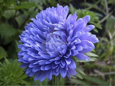 Астра /Callistephus chinensis Crest blue / LG- 1 оп