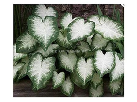 Каладиум Аарон / Caladium  'Aaron'/ 1 бр