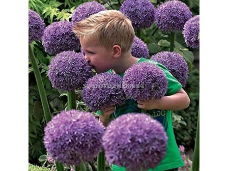 Декоративен лук гигант /Allium Giganteum/ 1 бр