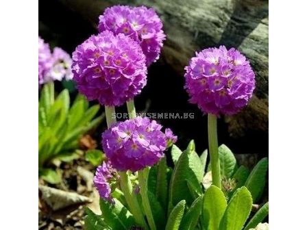 Примула /Primula Denticulata Purple/ 1 бр