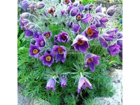 Котенца / Pulsatilla Purple / 1 бр