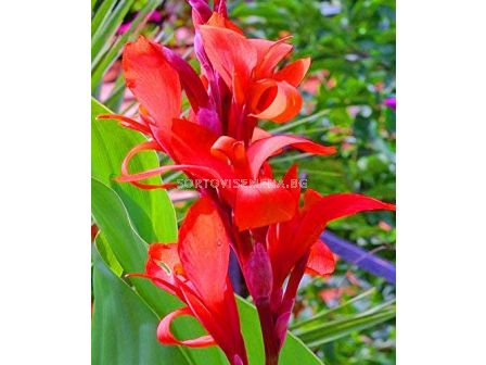 Канна 'Brilliant' /1 бр