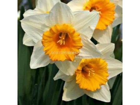 Нарцис ( Big Gun)-1 оп -5 бр