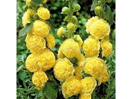 Градинска ружа /  Alcea Double Yellow / 1 бр			