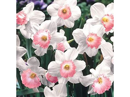 Нарцис Pink Charm 1 бр