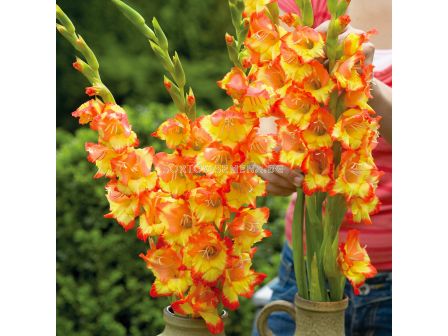 Гладиол Gladiolus Princess Margaret Rose 1 бр