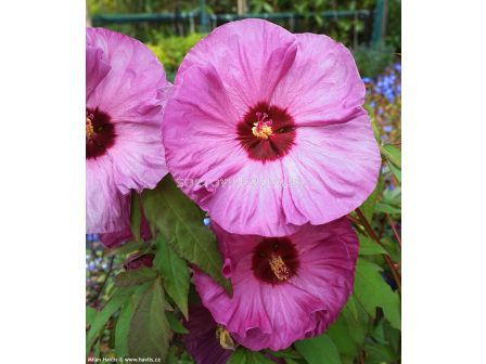 Хибискус XXL /Hibiscus XXL Plum Crazy-1 корен