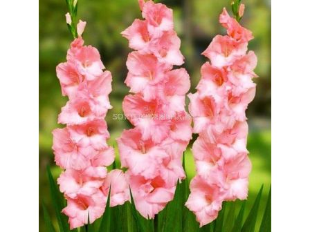 Гладиол /Gladiolus 'Cimarosa' /1 бр