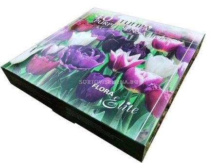 Лалета микс Purple Sensation - 40 луковици