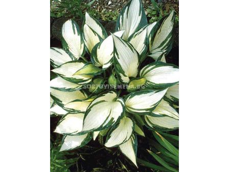 Хоста / Hosta Remember Me / 1 бр