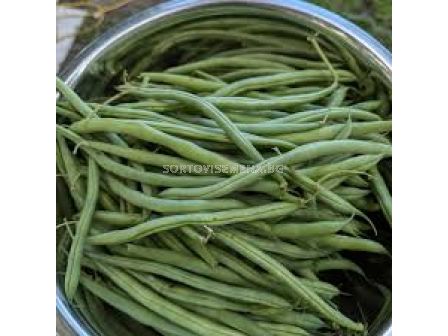 Семена фасул Рошел / Rochelle 