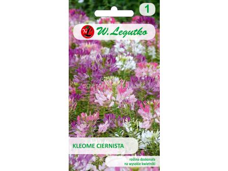 Семена Паяково цвете / Cleome spinosa mixture /LG 1 оп