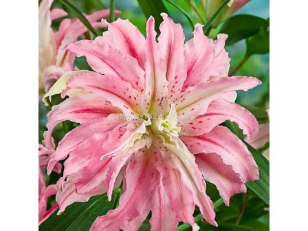 Лилиум / Broken Heart / 1 оп - 2 бр