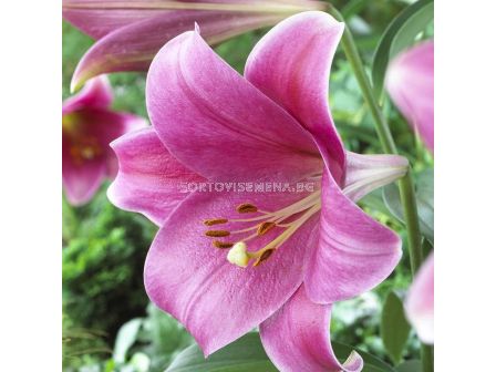 Лилиум  / Pink Heaven/ 1 оп-2 бр