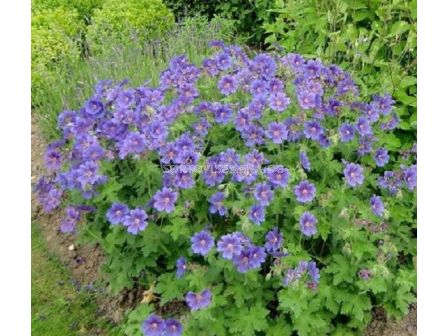 Здравец / Geranium baby blue himalayense / 1 бр - sortovisemena.bg Здравец / Geranium baby blue himalayense / 1 бр
