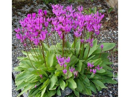 Додекатеон / dodecatheon jeffreyi / 1 бр коренище