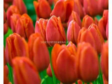 Лале triumph cassini 12/+ - Tulip triumph cassini 12/+ - 10 бр
