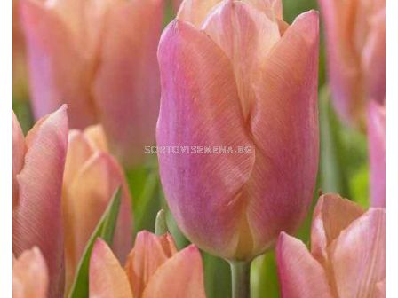Лале /Tulip Salmon Prince/ 11/12