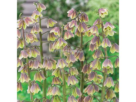 Фритилария / Fritillaria 'Green Dreams' / 1 бр