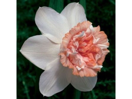 Нарцис /Narcissus Rosy Cloud/ 12/14