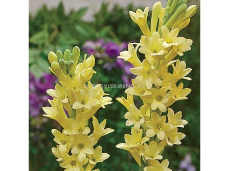 Тубероза Super Gold 1бр