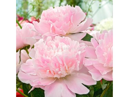 Божур /Paeonia Аlertie / 1 корен