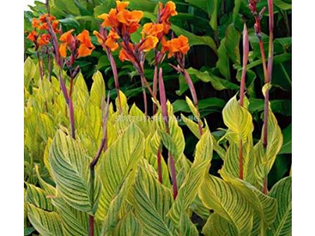 Канна 'Striata/ 1 бр