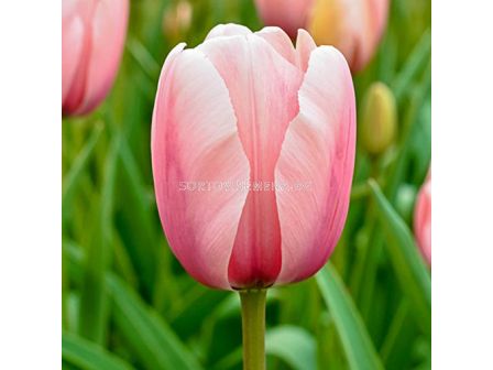 Лале /Tulip Salmon Impression/ 11/12