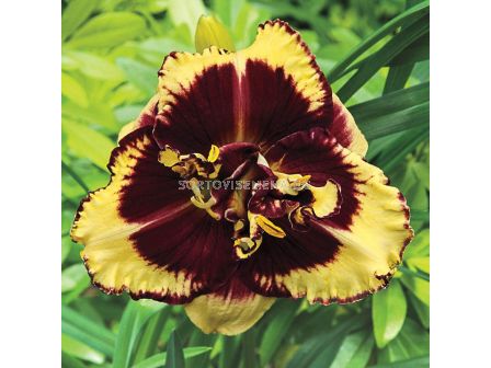 Хемерокалис / HEMEROCALLIS TIGER BLOOD / 1 бр