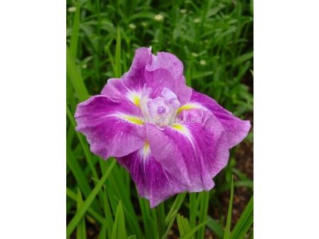 Ирис /Iris ensata Rose prelude / 1 бр
