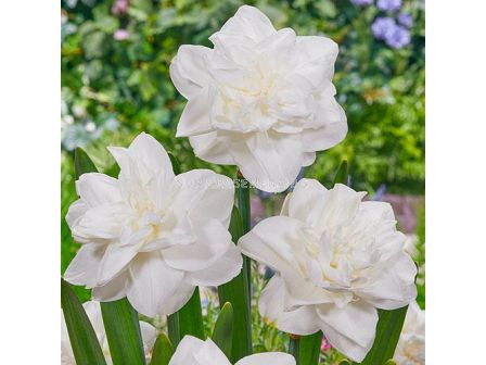Нарцис  White Medal - 1 оп - 5 бр