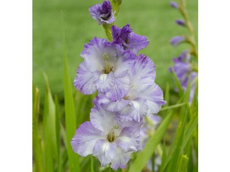 Гладиол / Gladiolus 'Costa' / 