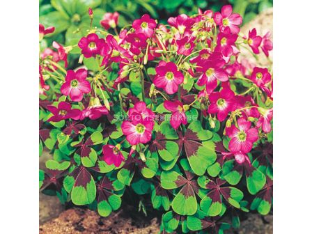 Оксалис /Oxalis 'Iron Cross'/ 1 бр