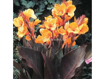 Канна Луис Котън /Canna  'Louis Cotton'/- 1 бр