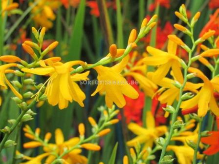 Крокосмия / Crocosmia 'Sunglow' /  1 бр