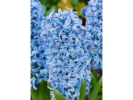 Зюмбюл (Hyacinth) Blue Giant 14/15