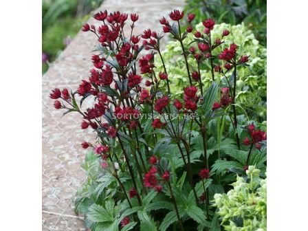 Астранция /Astrantia Claret/ 1 корен